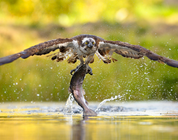 osprey-fishing.webp osprey fishing on a lake