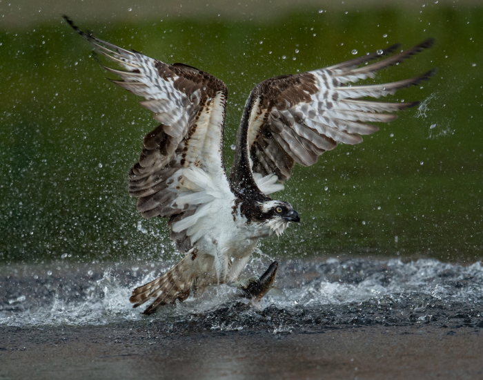 osprey-flying.webp osprey fishing on a lake