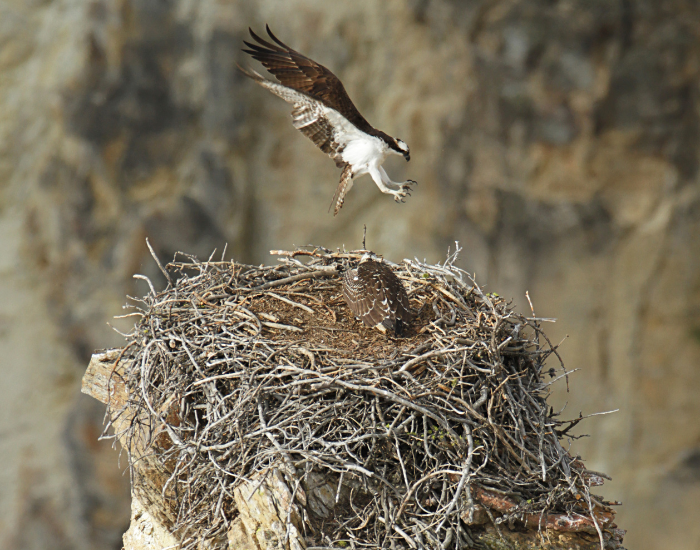 osprey-hawk-landing-on-nest.webp osprpey landing on a nest