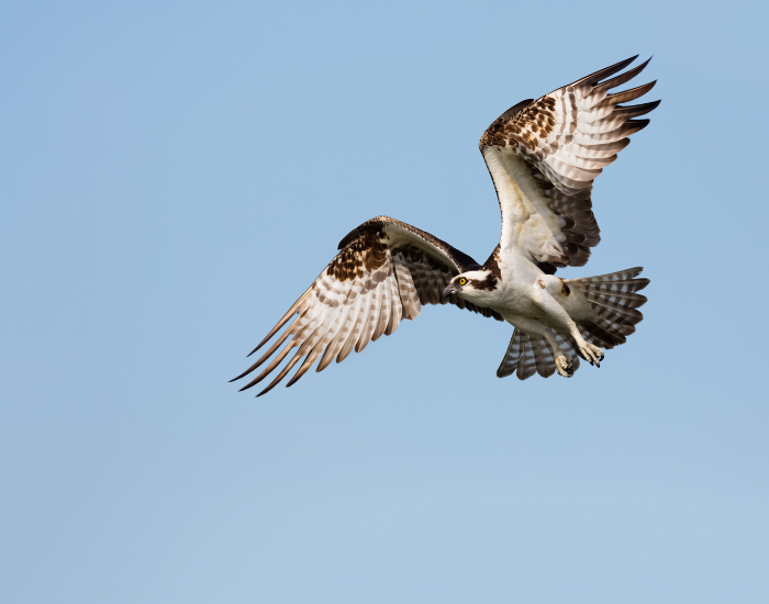 osprey-in-the-air-flying-wild.webp osprey flying