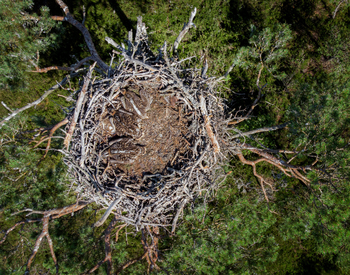 osprey-nest-above-shot.webp drone shot of an osprey nest from above
