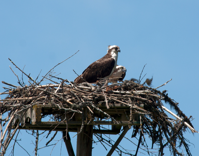 Osprey high on nest