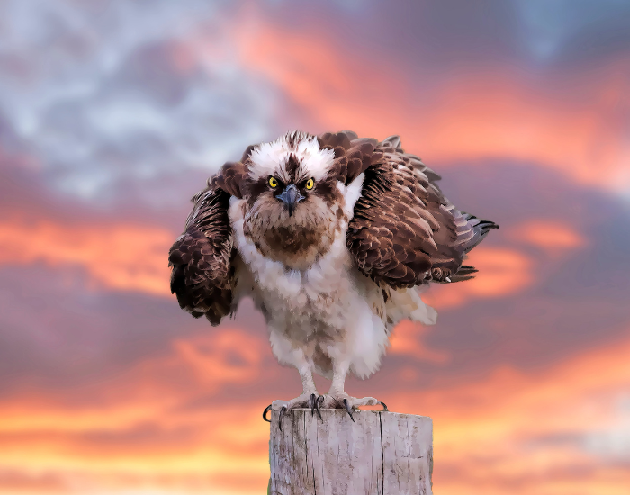 osprey laying on a wooden pole on a sunset