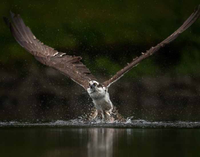 eastern osprey with wings wide open