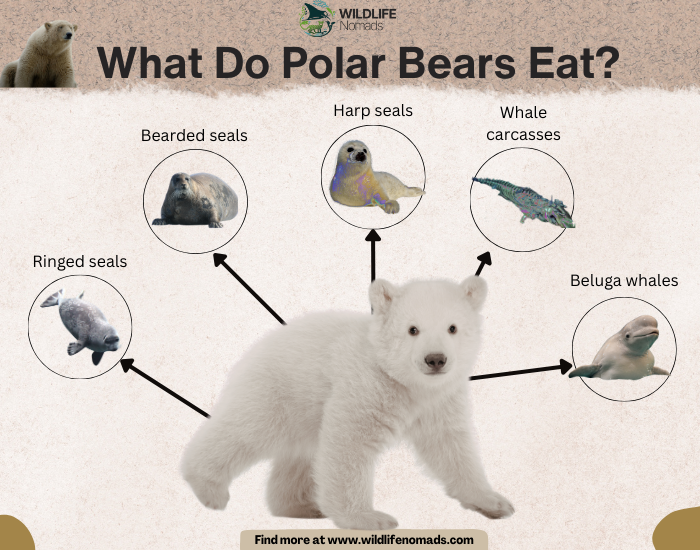 pOLAR-BEAR-DIET.webp polar bear infographic showing its diet including seals and belugas