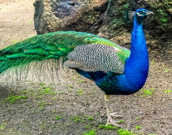 peacock-male-wild-on-ground.webp male peafowl on the ground