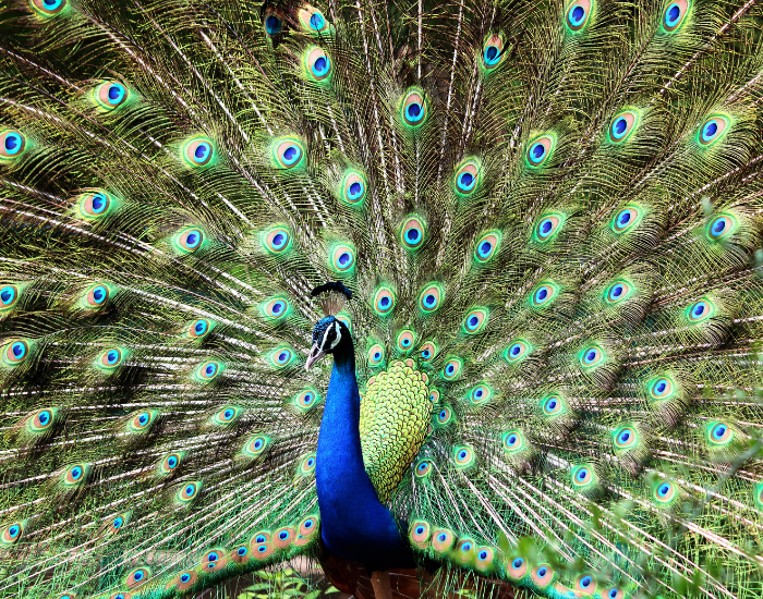 peacock-male.webp close up of a peafowl