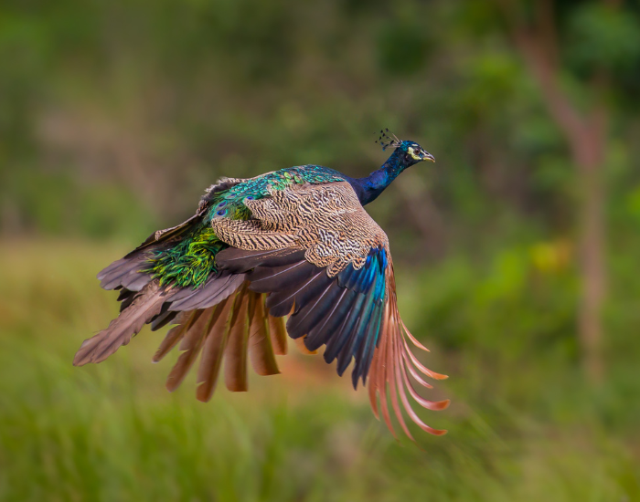 peafowl-flying-2.webp peafowl flying