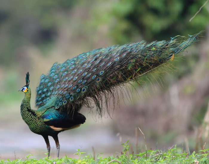 peafowl-green-wild.webp green peafowl in the wild
