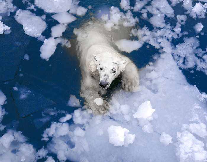 pola-rbear-ice-sheet.webp polar bear swimming holding an ice sheet