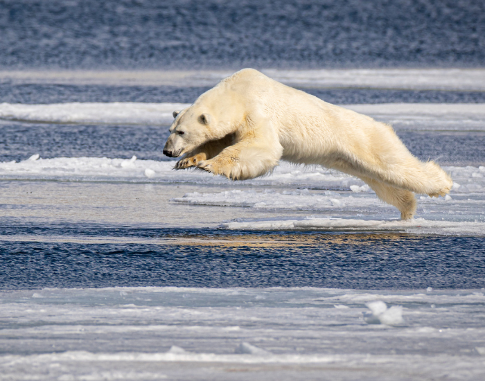 pola-rbear-jumping.webp polar bear jumping in the wild