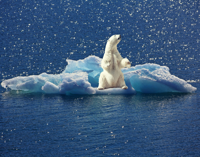 polar-bear-alone-on-small-ice-sheet.webp polar bear alone on small ice sheet