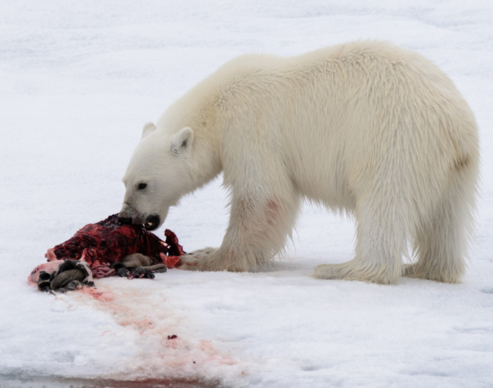 polar-bear-eating.webp Polar bear eating
