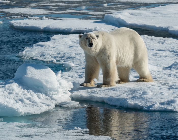 polar-bear-on-rocky-terrain-3.webp Polar bear standing on a ice sheet in the arctic