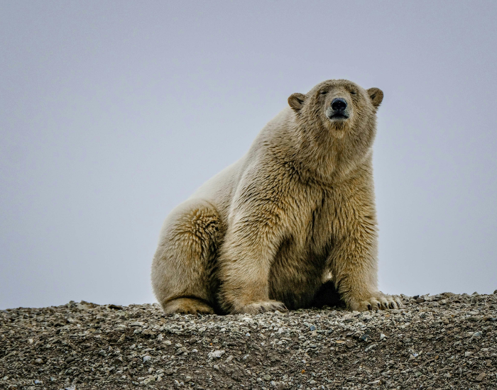polar-bear-on-rocky-terrain.webp polar bear on rocky terrain