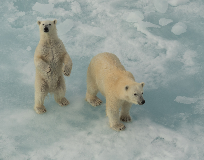 polar-bears-in-ice-sheet.webp two polar bears in a ice sheet