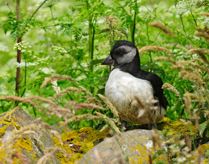 puffin-chick.webp puffin chick in the wild