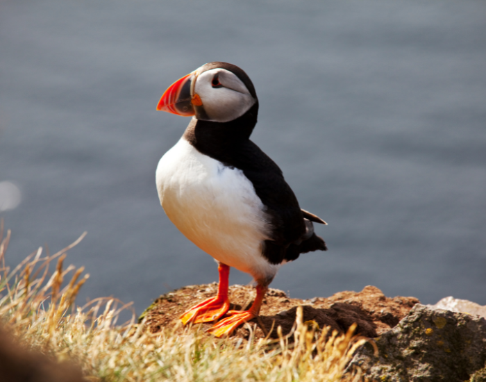 puffin on the edge of a cliff