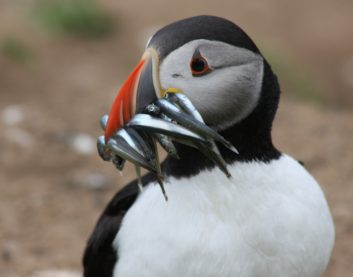 puffin-eting-fish.webp close up of a puffin with fish in its mouth