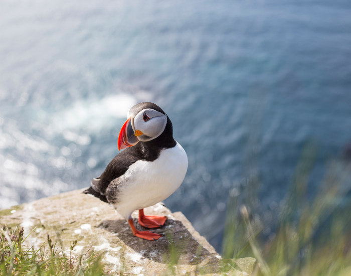 puffin-standing-edge-cliff.webp puffin standing on top of a rock
