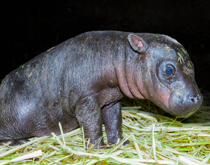 pygmy-clos-eup.webp close up of a baby pygmy hippo in captivity