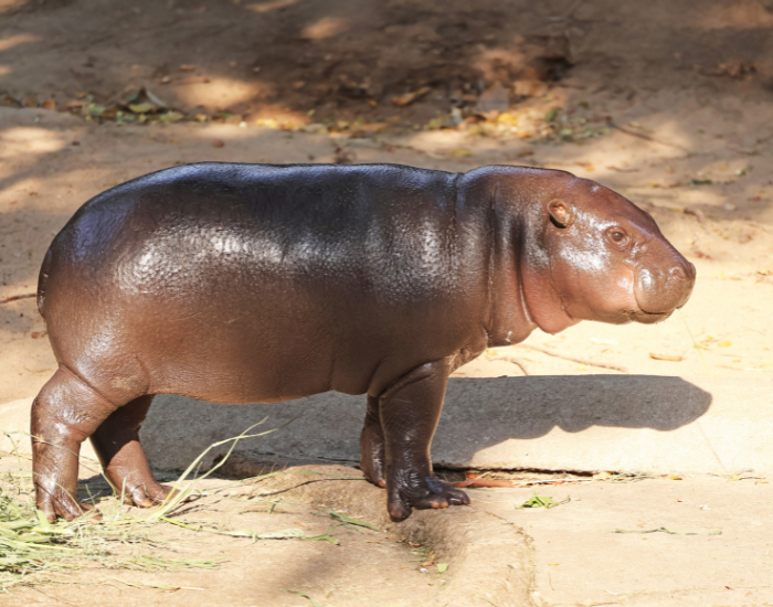pygmy-hippo-alone.webp pygmy hippo standing alone under the sun
