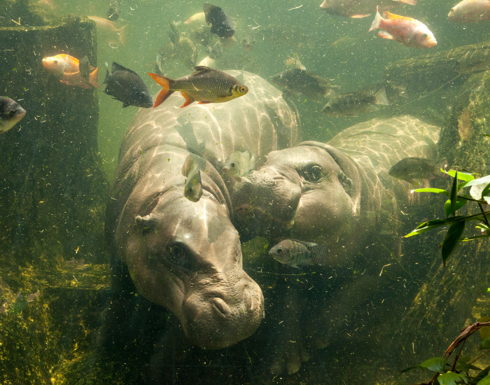 couple of pygmy hippos underwater