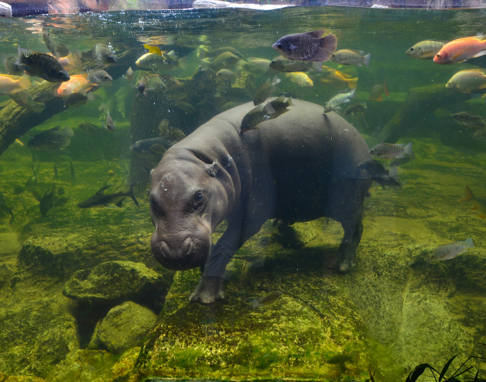 pygmy-hippo-underwater.webp underwater pygmy hippo walking
