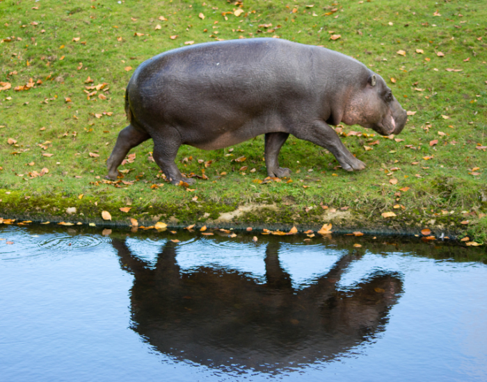 pygmy-hippo-walking.webp pygmy hippo walking on grass next to a pond