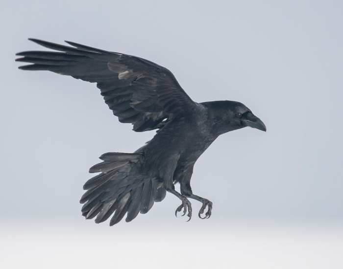 raven  flying