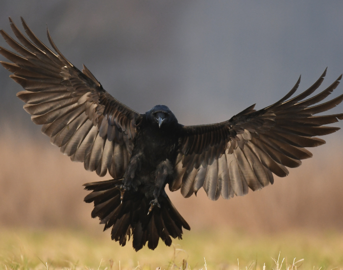 raven extending its wings