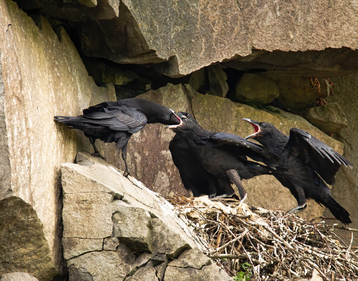 raven in its nest feeding 
