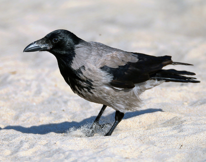 raven standing on top of snow
