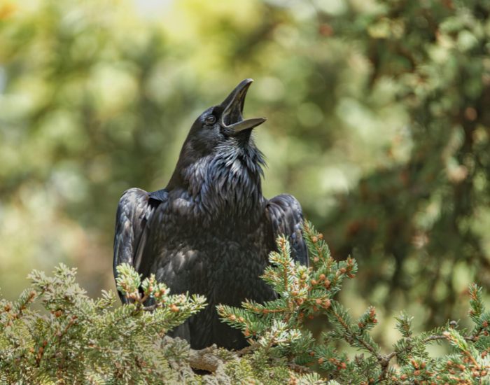 raven vocalising