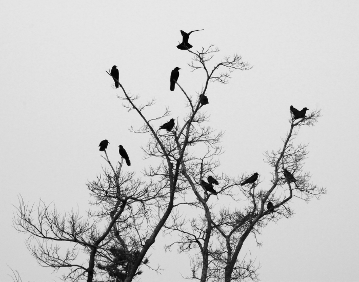 ravens on top of a tree on a cloudy day