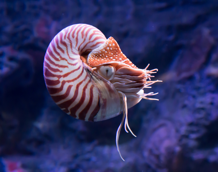 nautilus swimming suspended