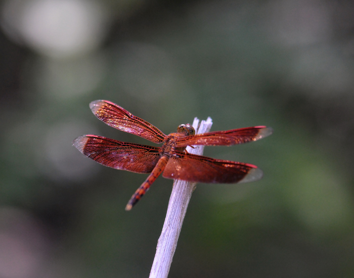 red-dragonfly.webp red dragonfly standing on a stick