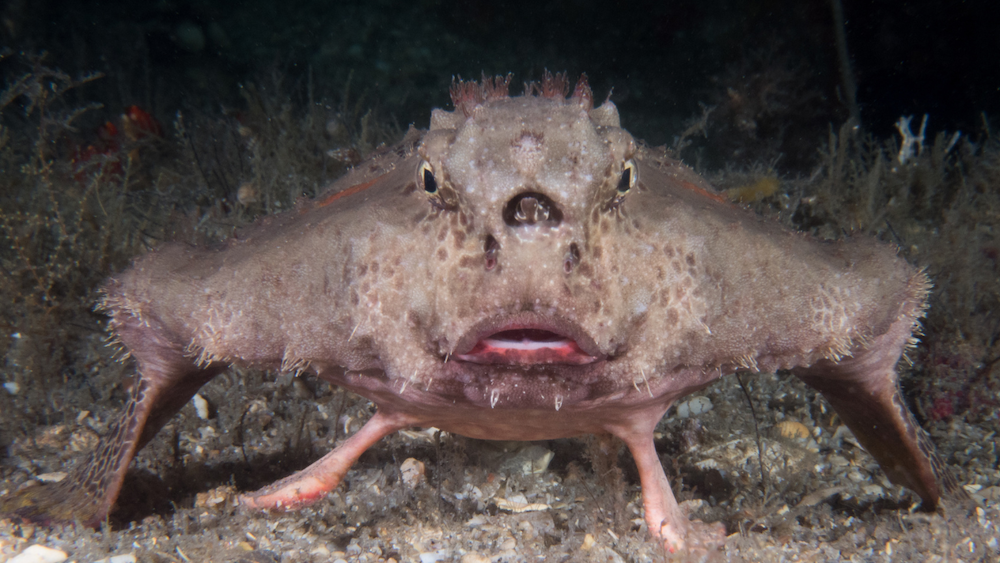 close up of a red lipped bat fish standing at the ocean floor