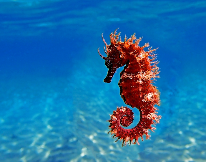 A red seahorse suspended upright in open water with its tail curled.