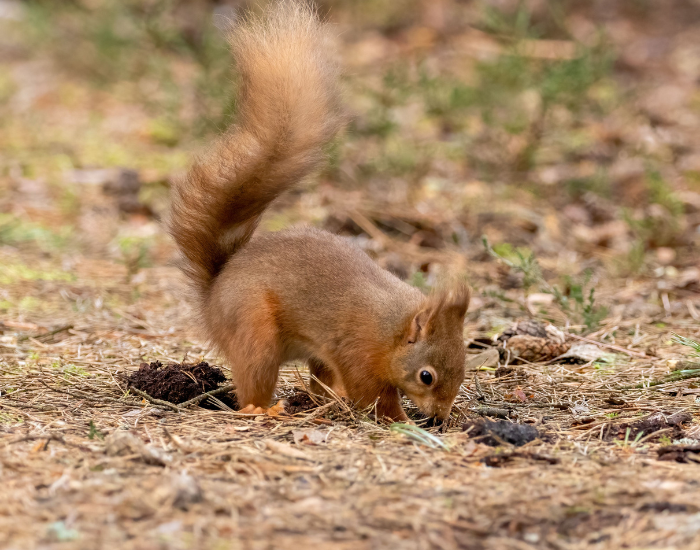 red-squirrel-hiding-food.webp red squirrel hiding food underground