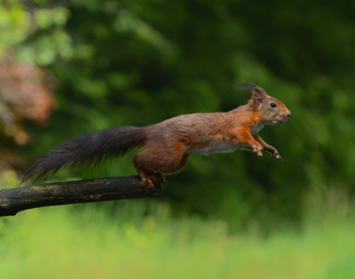 red-squirrel-jumping-off-a-tree.webp red squirrel jumping from a tree branch