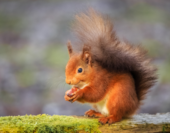 red-squirrel-on-tree-2.webp red squirrel standing on a tree trunk