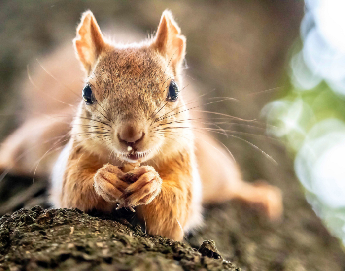 red-squirrel-on-tree-3.webp red squirrel close up on a tree