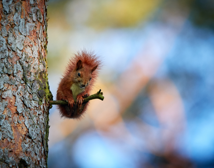 red-squirrel-on-tree-4.webp red squirrel standing on a thin branch