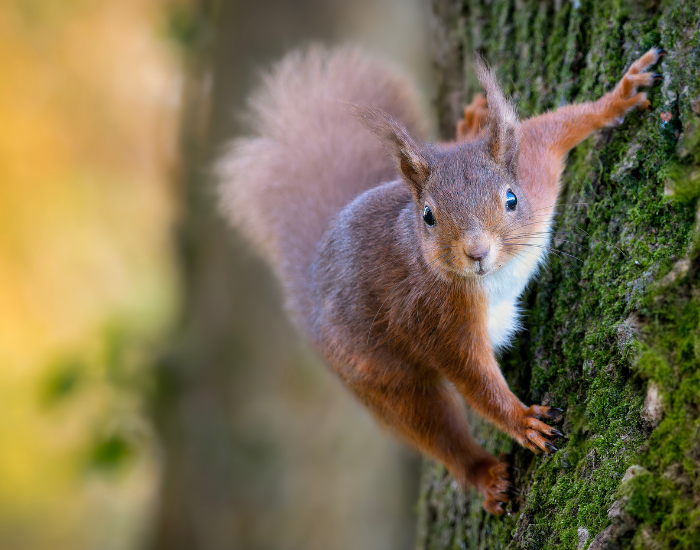 red-squirrel-on-tree.webp red squirrel on a tree trunk looking at you