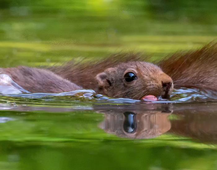 red-squirrel-swimming-in-lake.webp red squirrel swimming