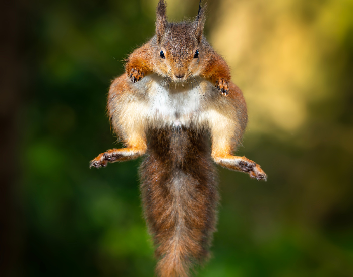red-squirrel.webp Red squirrel flying