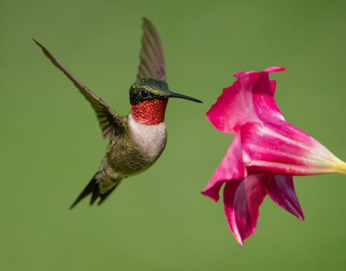 ruby throated hummingbird feeding from a flower