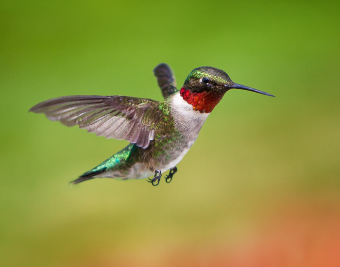 ruby-throated-hummingbird-flying-on-flower-2.webp ruby throated hummingbird flying close up