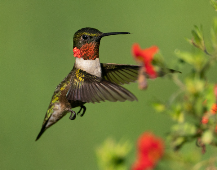 ruby-throated-hummingbird-flying-on-flower-3.webp ruby throated hummingbird flying next to a flower